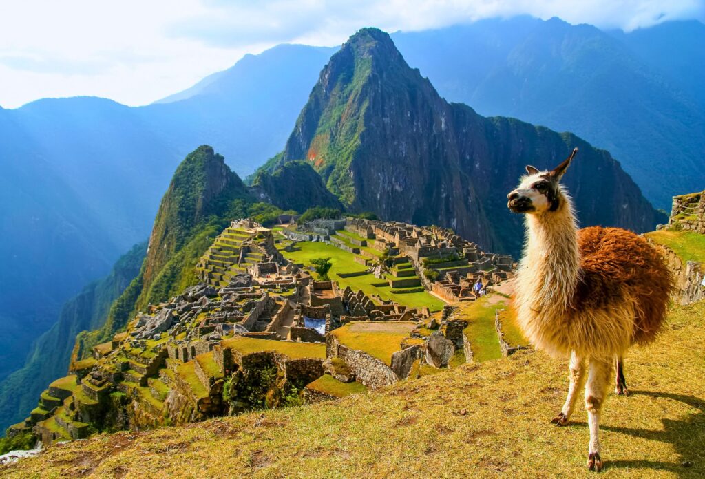 Lhama em frente às ruínas de Machu Picchu em um dia ensolarado no Peru com a Alpha Turismo